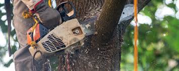 Organic Lawn Care Solutions in Hurstbourne Acres, KY