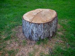 Best Tree Removal  in Hurstbourne Acres, KY
