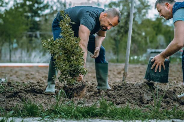 How Our Tree Care Process Works  in  Hurstbourne Acres, KY
