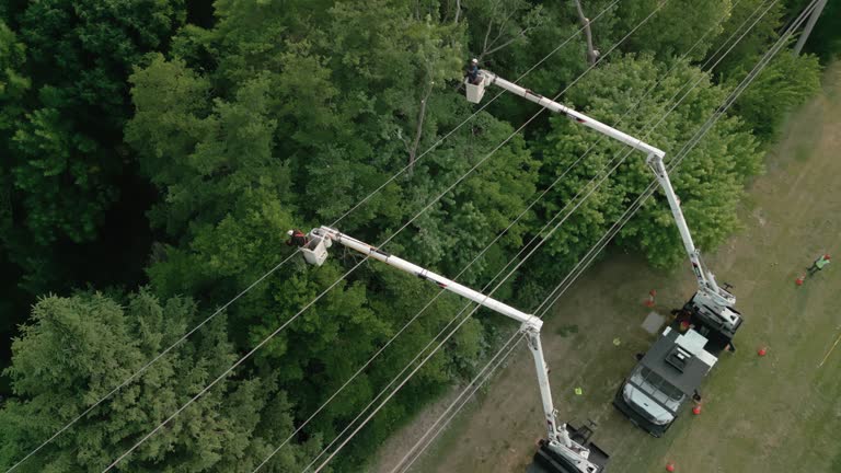 Best Storm Damage Tree Cleanup  in Hurstbourne Acres, KY