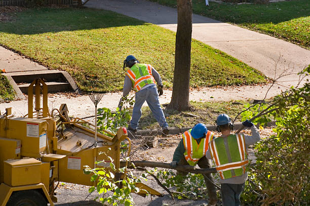 Best Organic Lawn Care Solutions  in Hurstbourne Acres, KY
