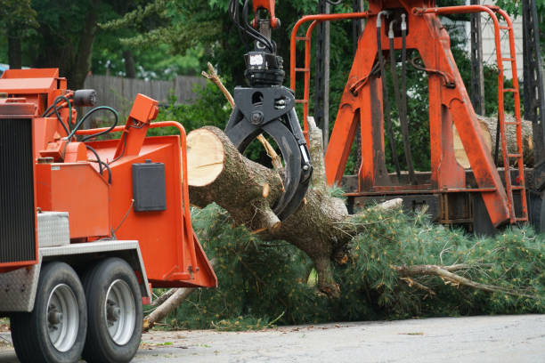 Best Tree Trimming and Pruning  in Hurstbourne Acres, KY