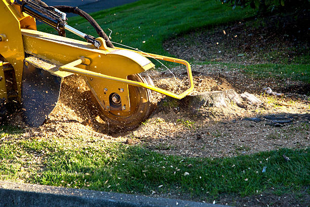 Best Tree Disease Treatment  in Hurstbourne Acres, KY