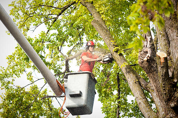 Best Seasonal Cleanup (Spring/Fall)  in Hurstbourne Acres, KY