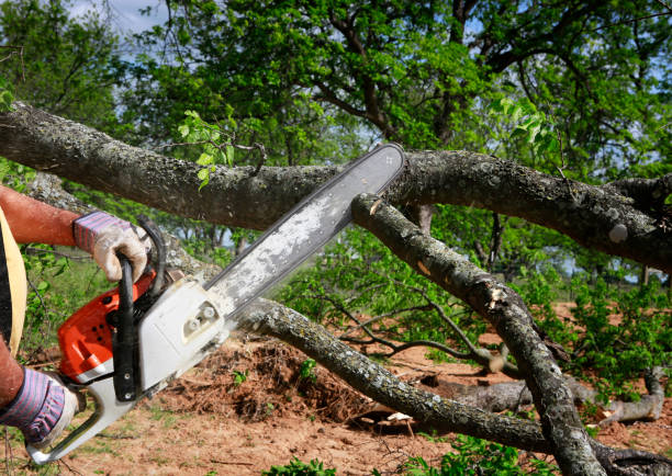 Best Tree Health Inspection  in Hurstbourne Acres, KY
