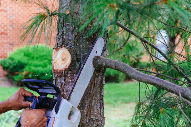 Best Hedge Trimming  in Hurstbourne Acres, KY