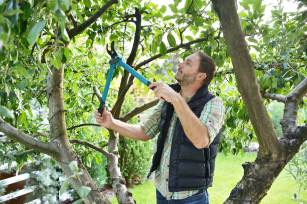 Best Tree and Shrub Care  in Hurstbourne Acres, KY